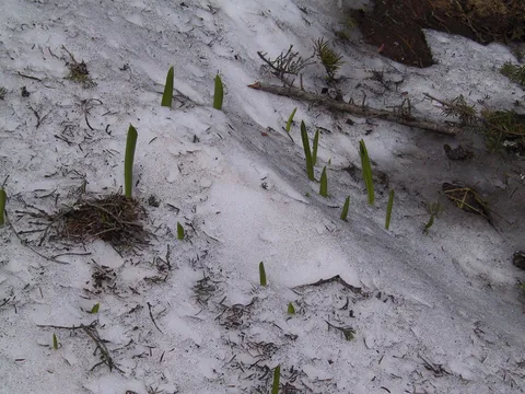 glacier lillies