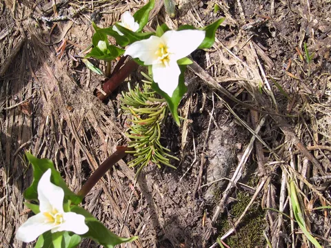 glacier lillies