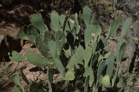 Cacti - oh that's right were in the desert.