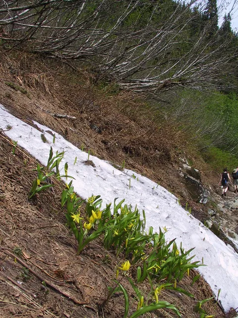 glacier lillies
