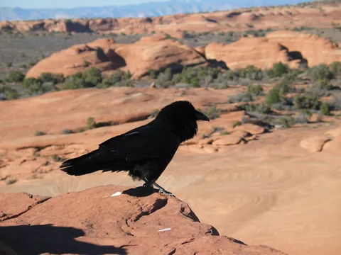 This bird made the weirdest sounds