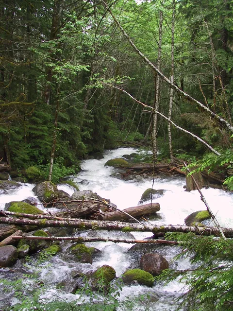 tall stream