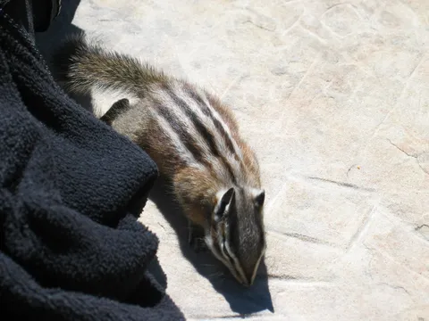 The chipmunks are very friendly... and well fed.
