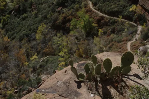 Cacti - oh that's right were in the desert.