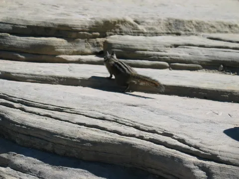 The chipmunks are very friendly... and well fed.